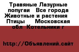 Травяные Лазурные попугаи - Все города Животные и растения » Птицы   . Московская обл.,Котельники г.